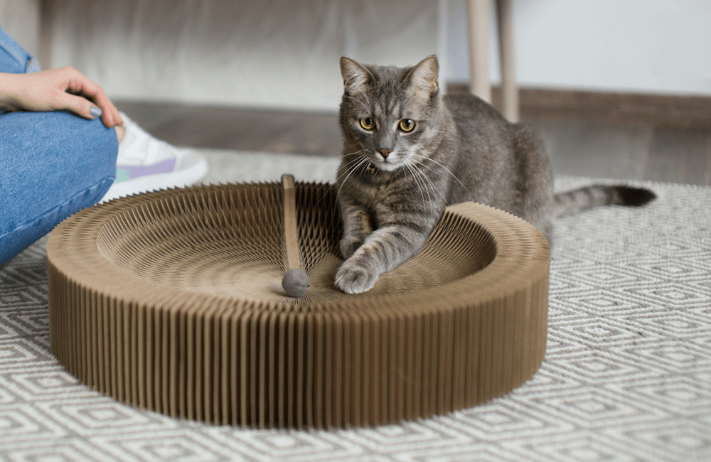 La Guía Definitiva para Elegir Rascador para Gatos